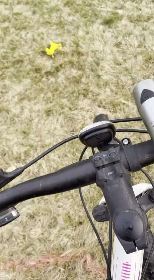 Rhodesian Ridgeback-Beitrag-Bild