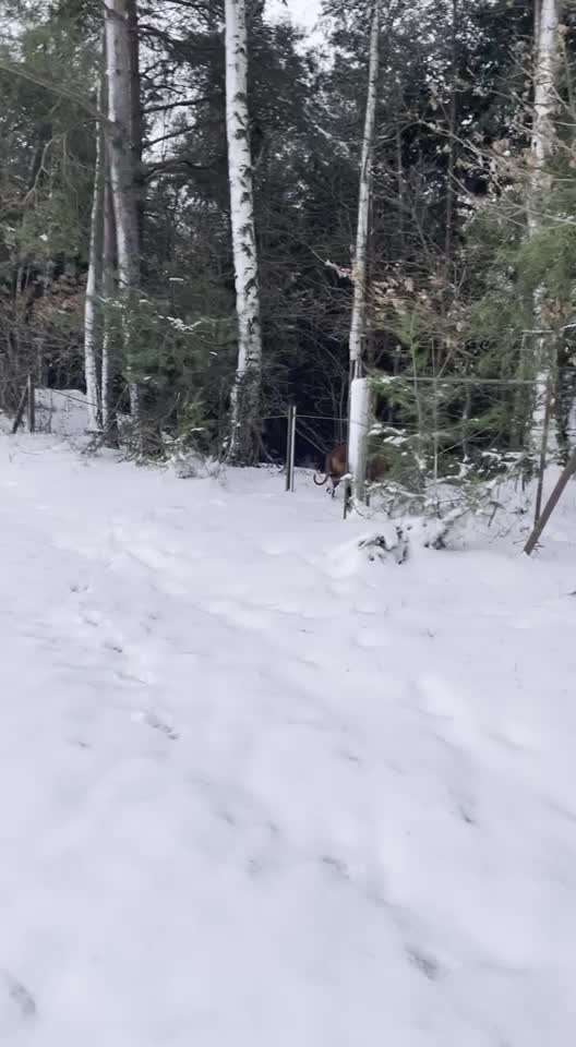 Rhodesian Ridgeback-Beitrag-Bild