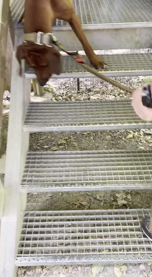 Rhodesian Ridgeback-Beitrag-Bild