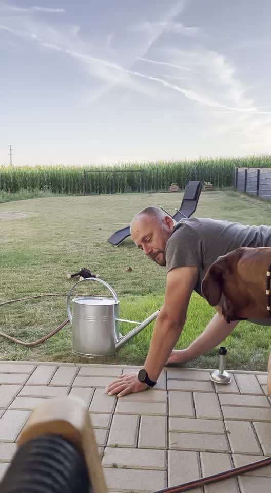 Rhodesian Ridgeback-Beitrag-Bild