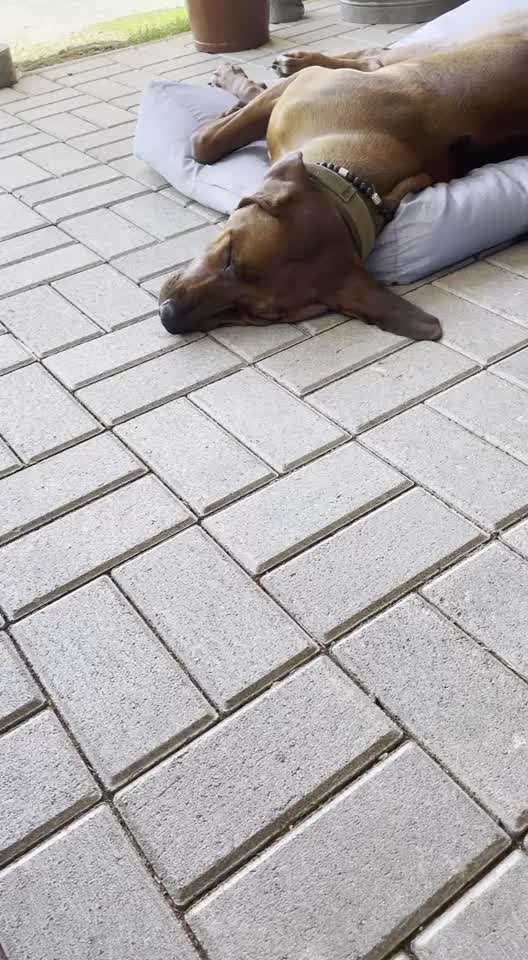 Rhodesian Ridgeback-Beitrag-Bild