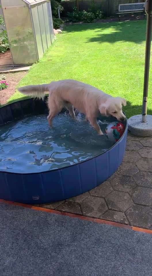 Eisbomben für Hunde-Beitrag-Bild