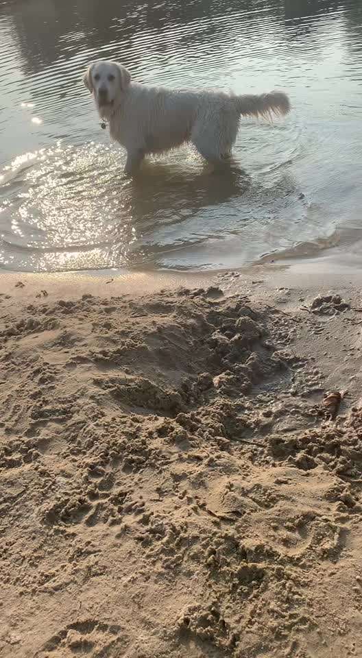 Dogorama Video Challenge: Lustige Wasser Videos-Beitrag-Bild