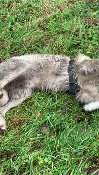 Welpen Bilder !-Beitrag-Bild