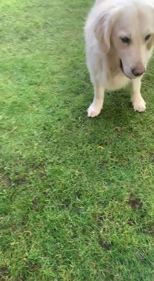 Video-Challenge Nr. 7 
Dein Hund mit Spielzeug-Beitrag-Bild