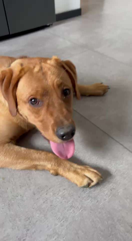 Ist das stärkere hecheln bei unseren Hund normal (siehe Videoaufnahme)-Beitrag-Bild