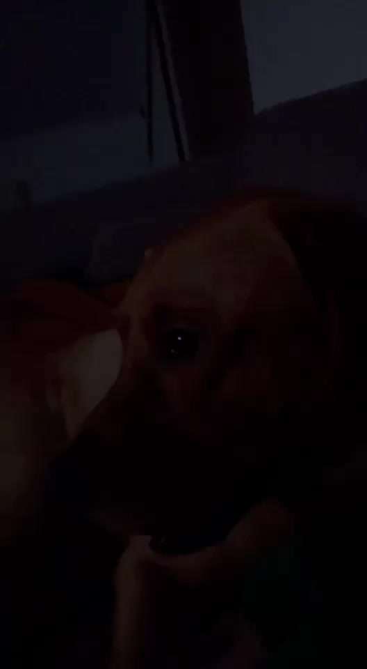 Ist das stärkere hecheln bei unseren Hund normal (siehe Videoaufnahme)-Beitrag-Bild