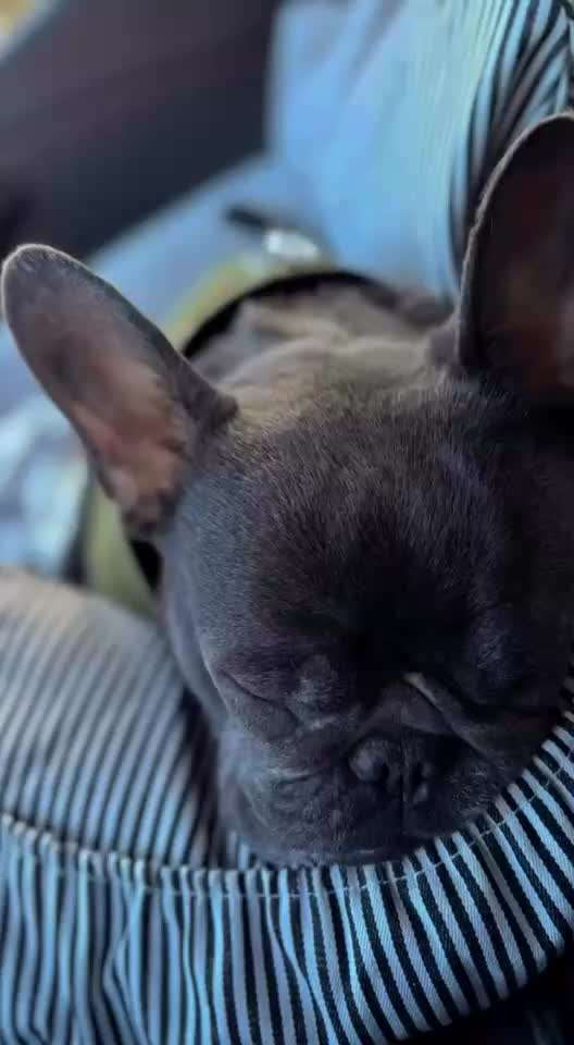 TierschutzhundeStammtisch🐕-Beitrag-Bild