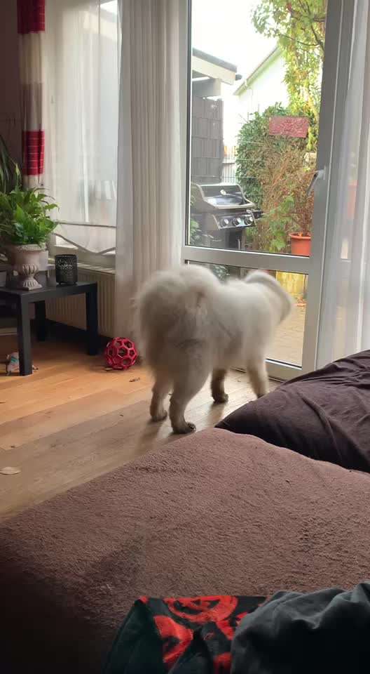 Samojede-Beitrag-Bild