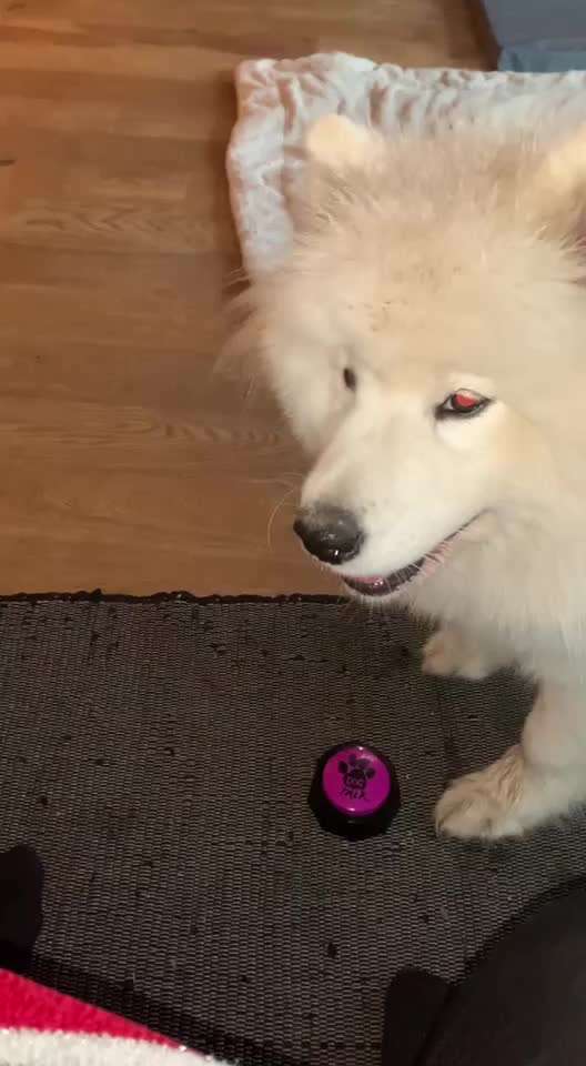 Samojede-Beitrag-Bild