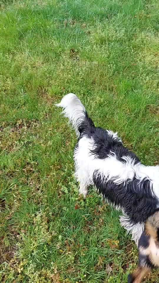 Die Dogorama Monats Challenge "Es grünt und blüht"-Beitrag-Bild