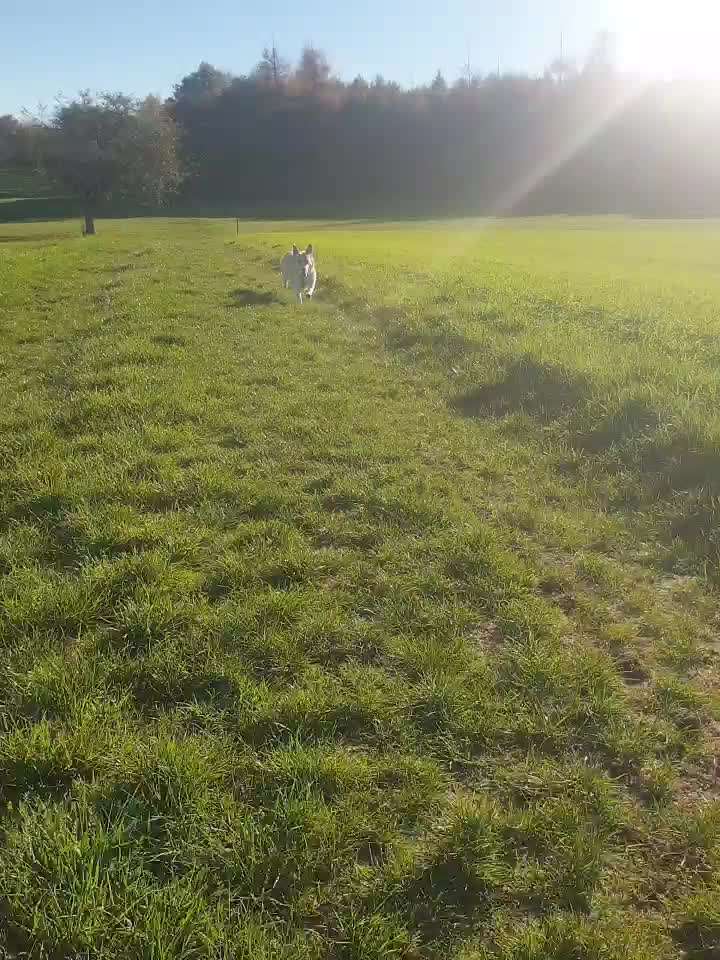 Fotosammlung: ,,Der natürliche Hund" Unbearbeitet, ungestellt und in Natura-Beitrag-Bild