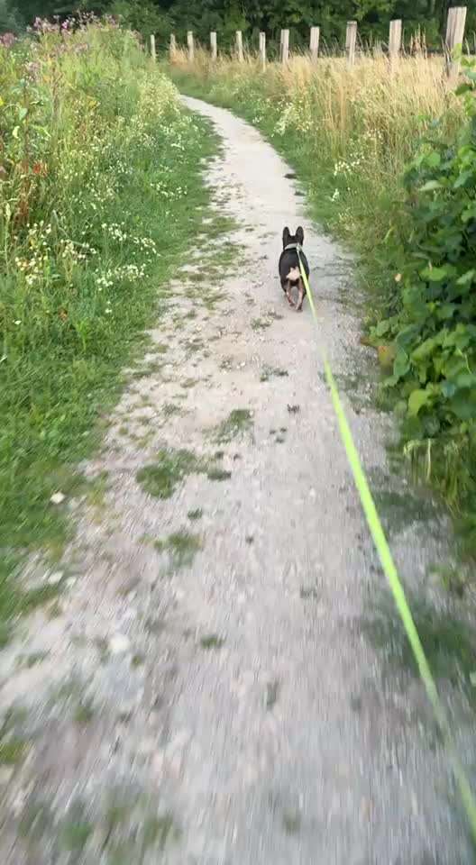 aktuelles Foto Gruppe Französische Bulldogge