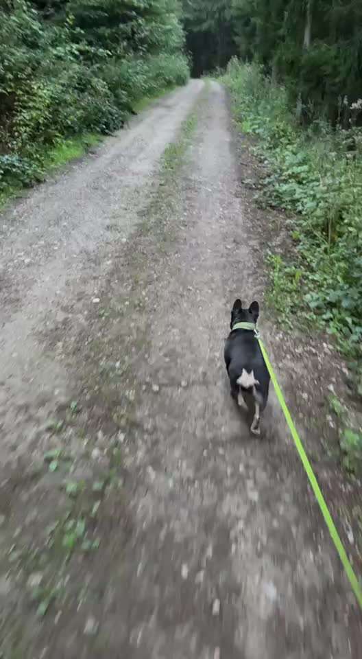 aktuelles Foto Gruppe Französische Bulldogge