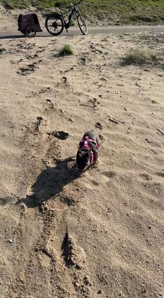 aktuelles Foto Gruppe Französische Bulldogge