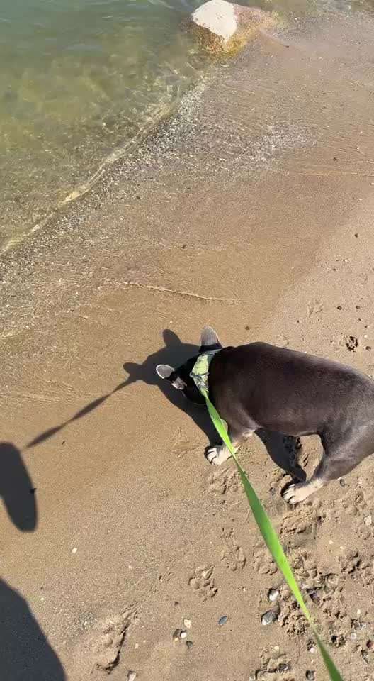 aktuelles Foto Gruppe Französische Bulldogge