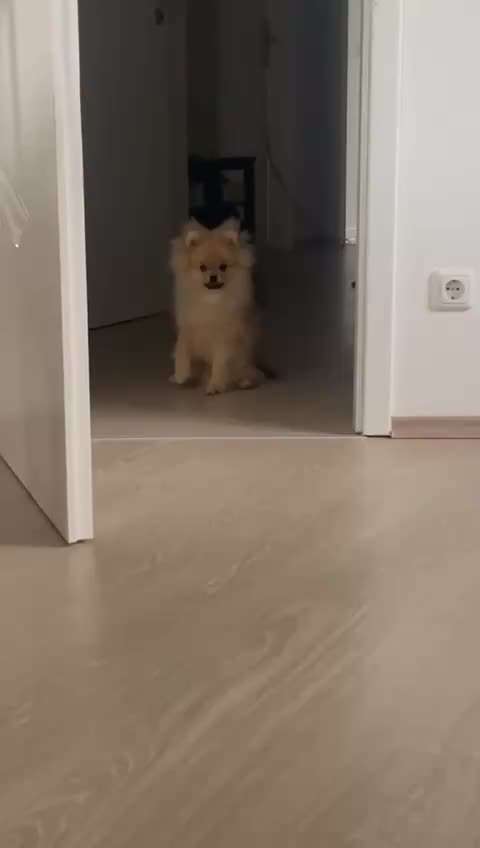 Hund humpelt nach aufstehen-Beitrag-Bild