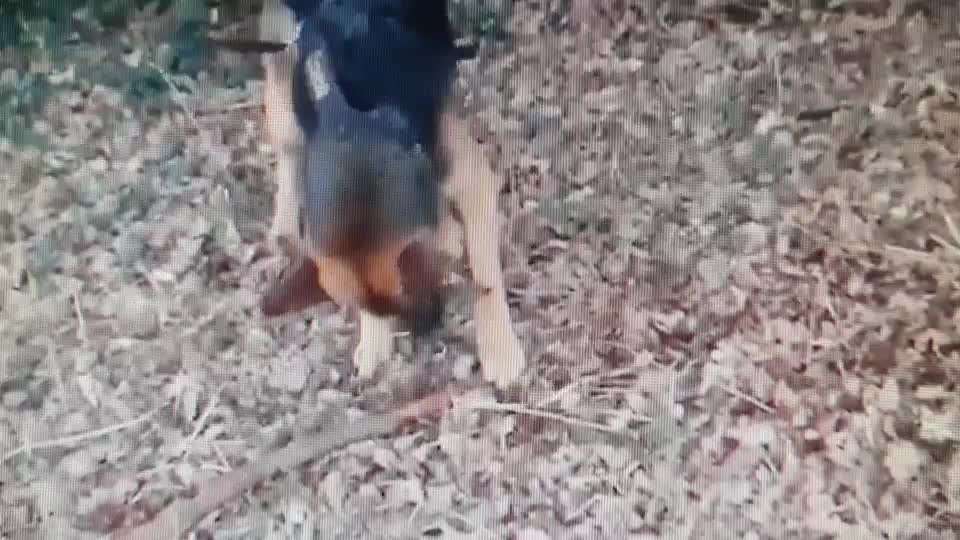 Fotosammlung: ,,Der natürliche Hund" Unbearbeitet, ungestellt und in Natura-Beitrag-Bild