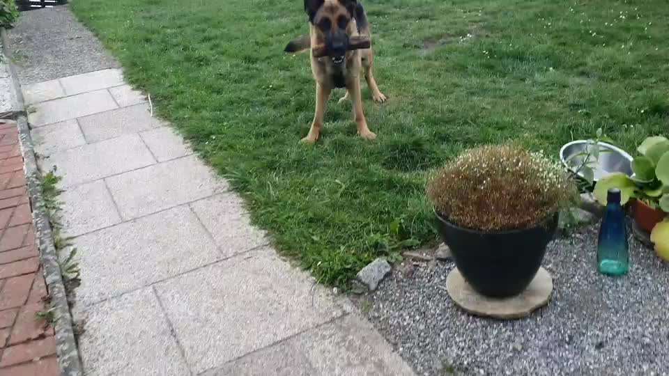 Fotosammlung: ,,Der natürliche Hund" Unbearbeitet, ungestellt und in Natura-Beitrag-Bild