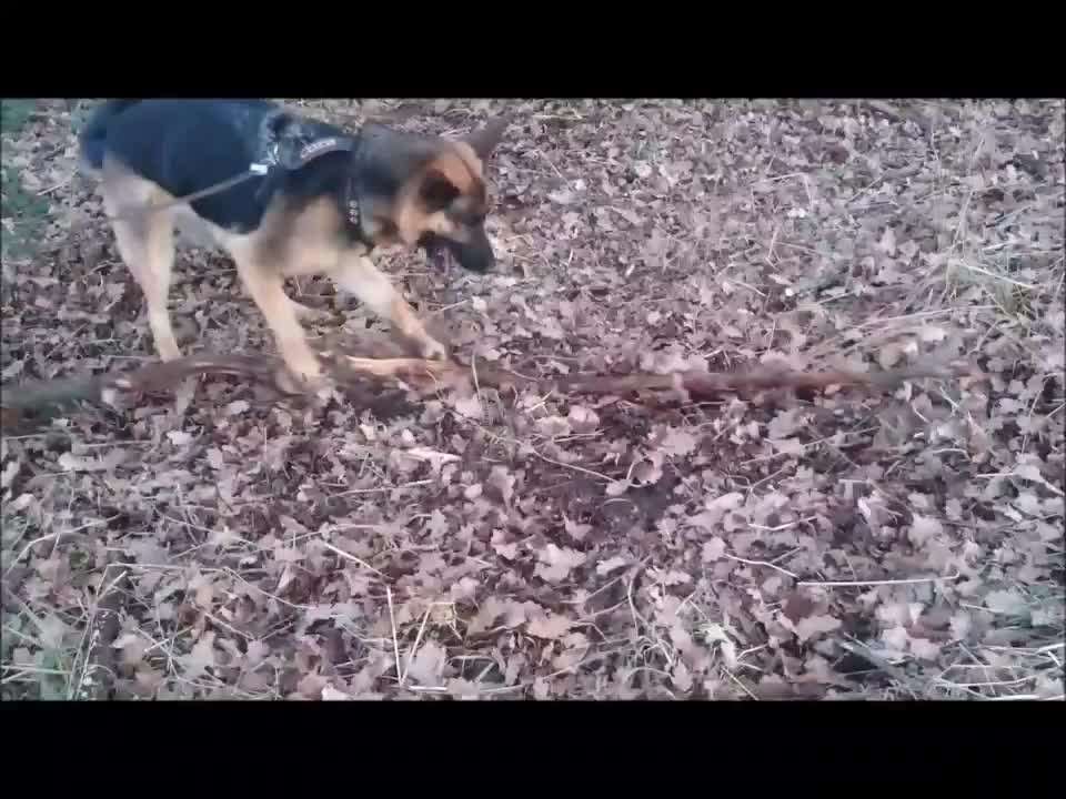 Video-Challange Nr. 9
Der unsinnige Hund-Beitrag-Bild