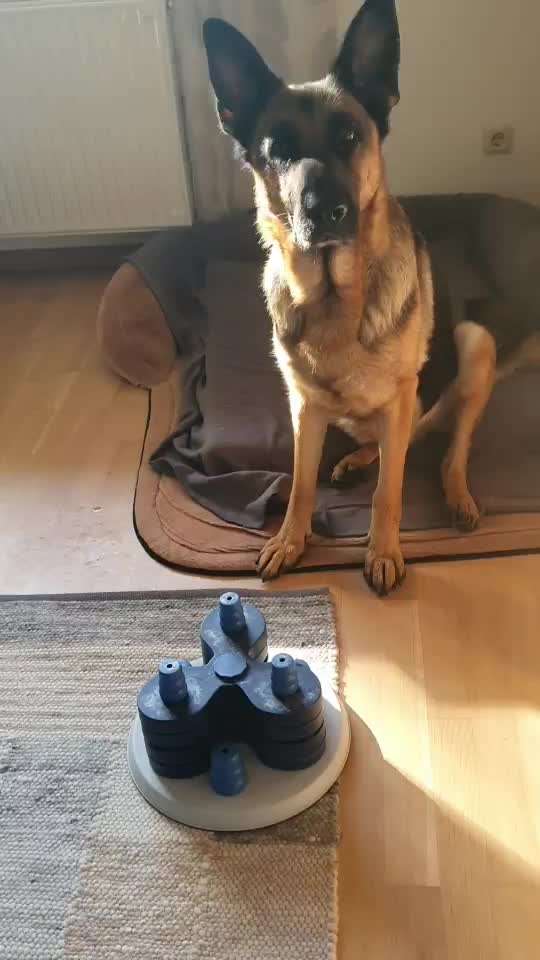 Alles rund um den Schäferhund, diskutieren erwünscht.-Beitrag-Bild