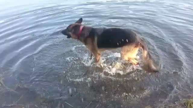 Fotosammlung: ,,Der natürliche Hund" Unbearbeitet, ungestellt und in Natura-Beitrag-Bild