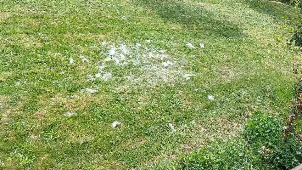 Wo sind die Golden Retriever Liebhaber?-Beitrag-Bild