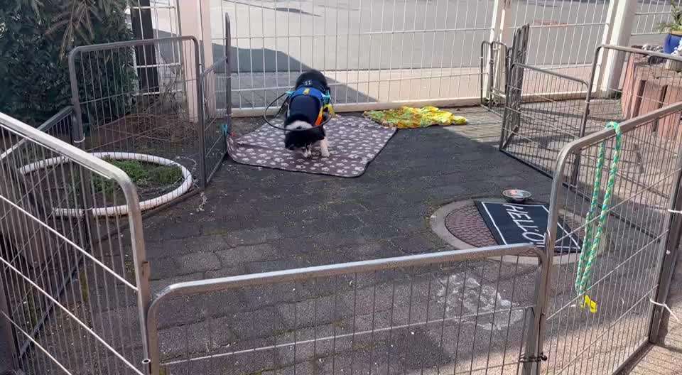 Hilfsmittel für blinde Hunde.
Habt ihr davon schon gehört?-Beitrag-Bild