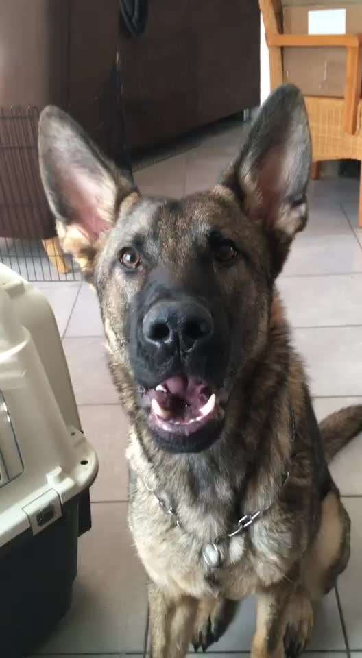 IGP- Fährten, Unterordnung, Schutzdienst-Beitrag-Bild