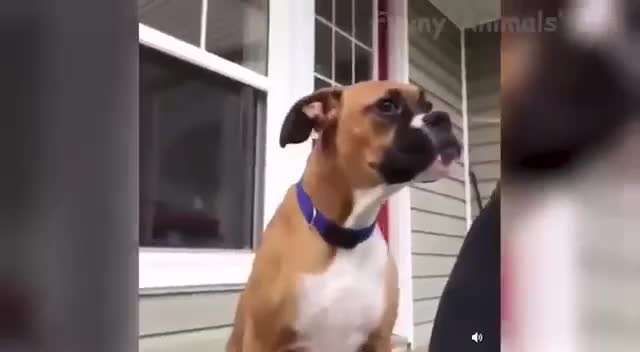 Hunde Memes-Beitrag-Bild