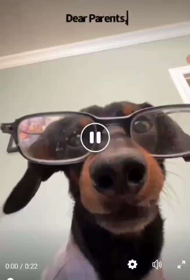 Hunde Memes-Beitrag-Bild