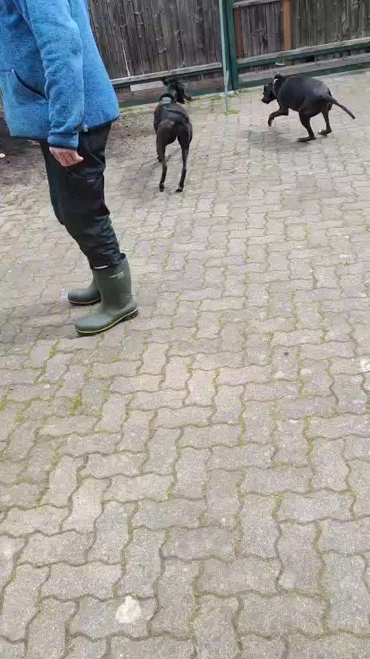 Windhunde - Treffen der besonderen Schönheiten
HERZLICH WILLKOMMEN-Beitrag-Bild