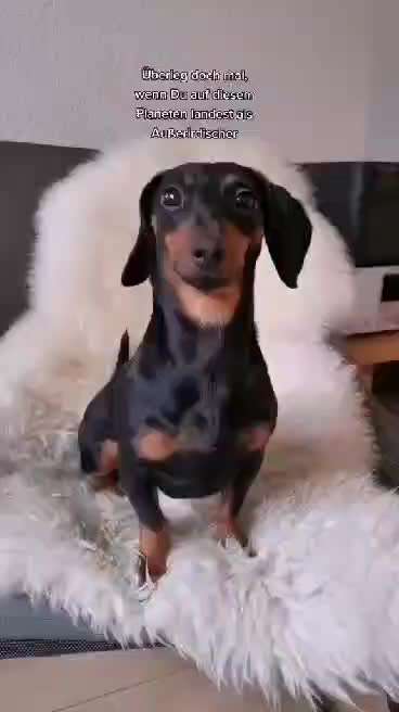 Hunde Memes-Beitrag-Bild