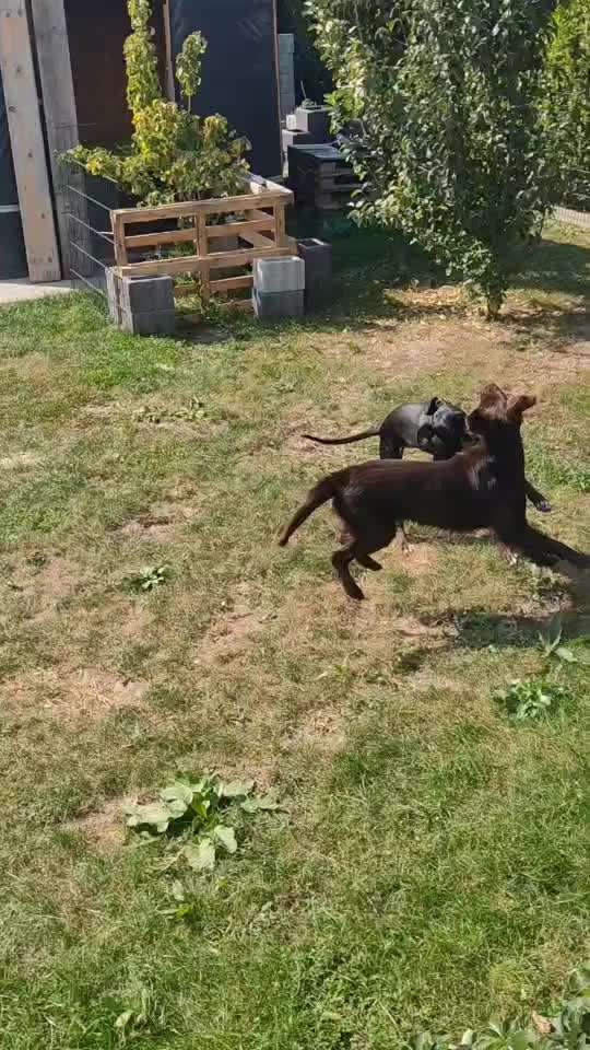 Windhunde - Treffen der besonderen Schönheiten
HERZLICH WILLKOMMEN-Beitrag-Bild