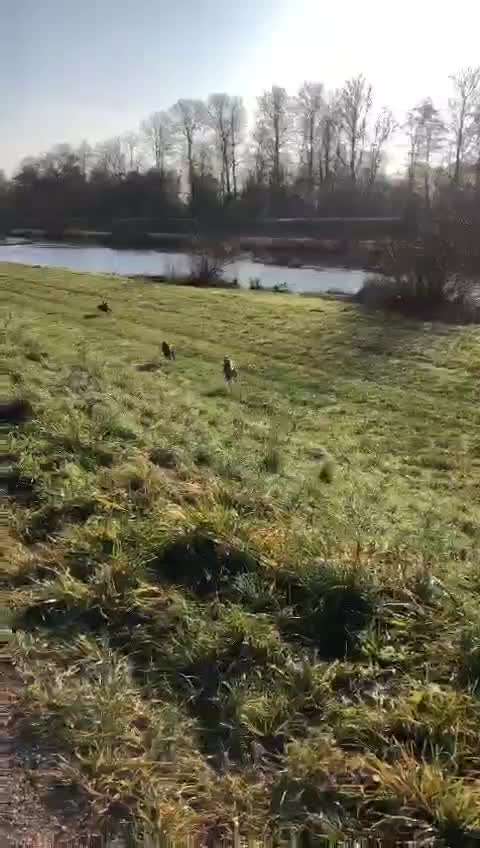 Barsoi (Russischer Windhund)-Beitrag-Bild