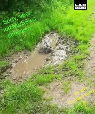 Hunde Memes-Beitrag-Bild