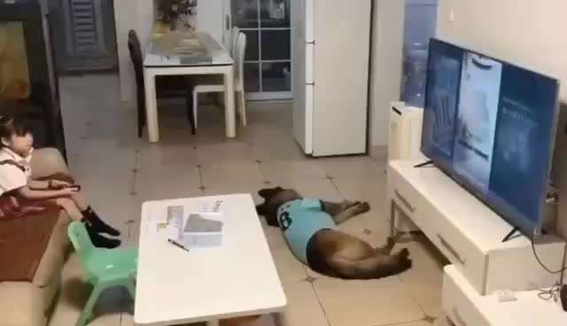 Hunde Memes-Beitrag-Bild