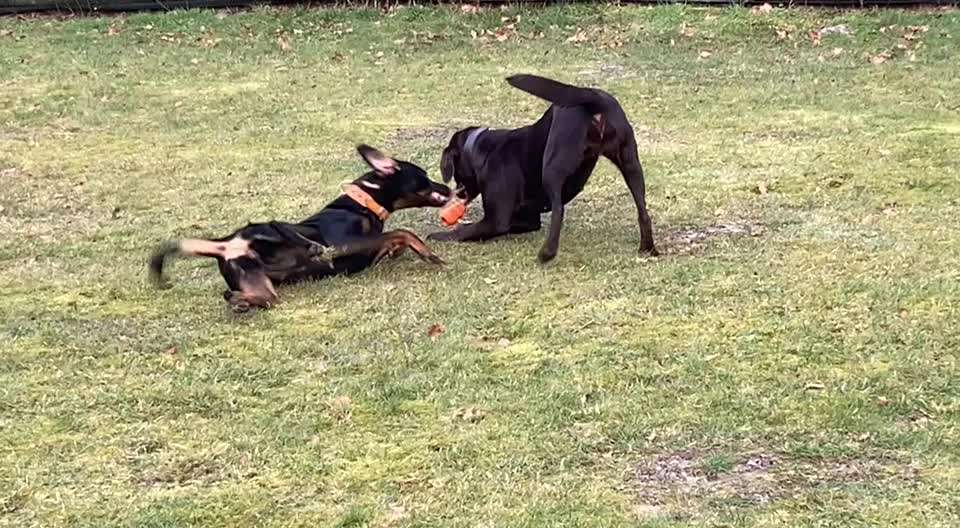 Labradorfans-Beitrag-Bild