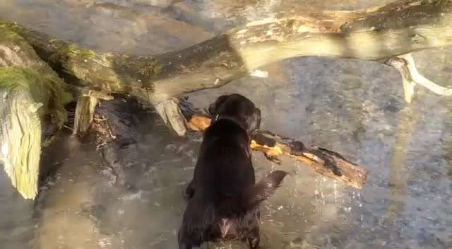 Dogorama-Monats-Challenge-Mai "Wasser"-Beitrag-Bild