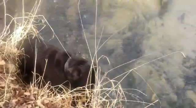 Labradorfans-Beitrag-Bild