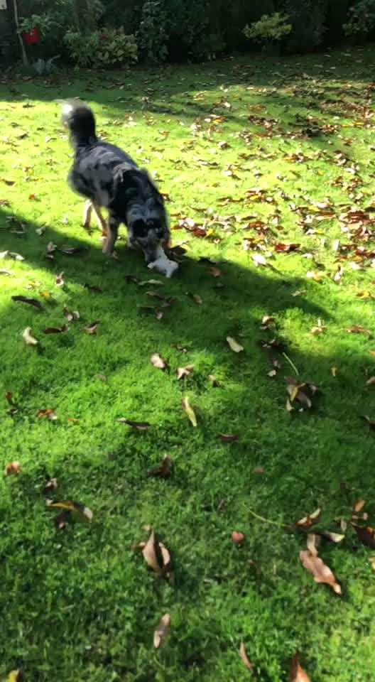 Video-Challenge Nr. 7 
Dein Hund mit Spielzeug-Beitrag-Bild