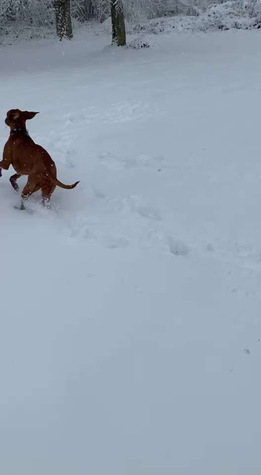 Magyar Vizsla UK-Beitrag-Bild