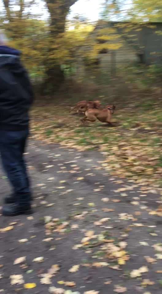 Magyar Vizsla UK-Beitrag-Bild