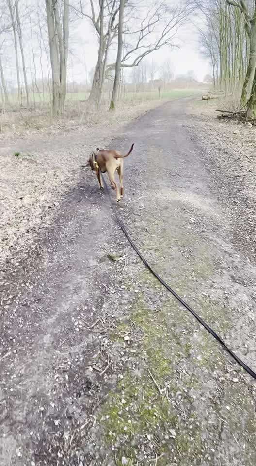 Rhodesian Ridgeback-Beitrag-Bild