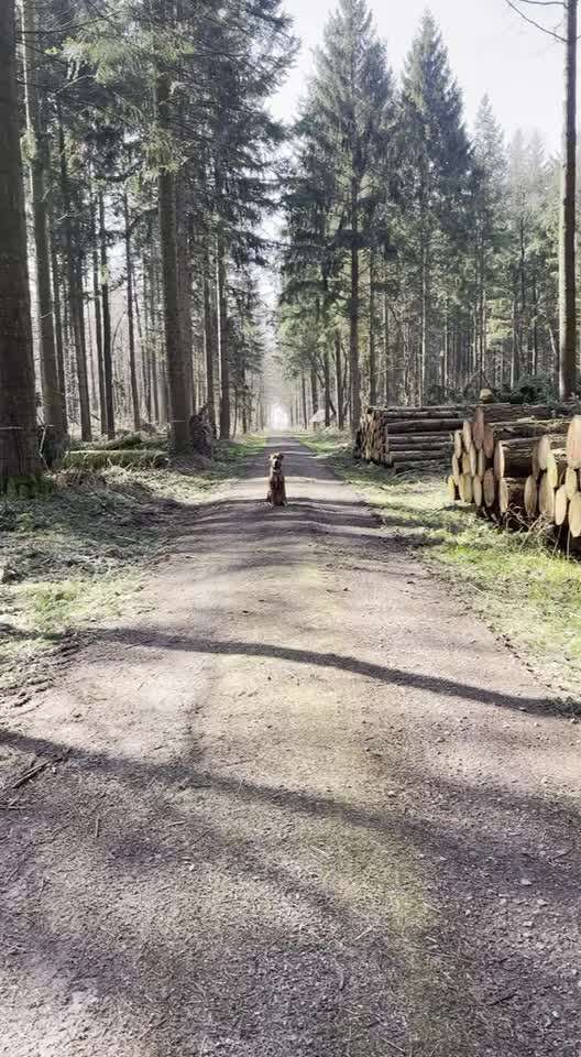 Rhodesian Ridgeback-Beitrag-Bild