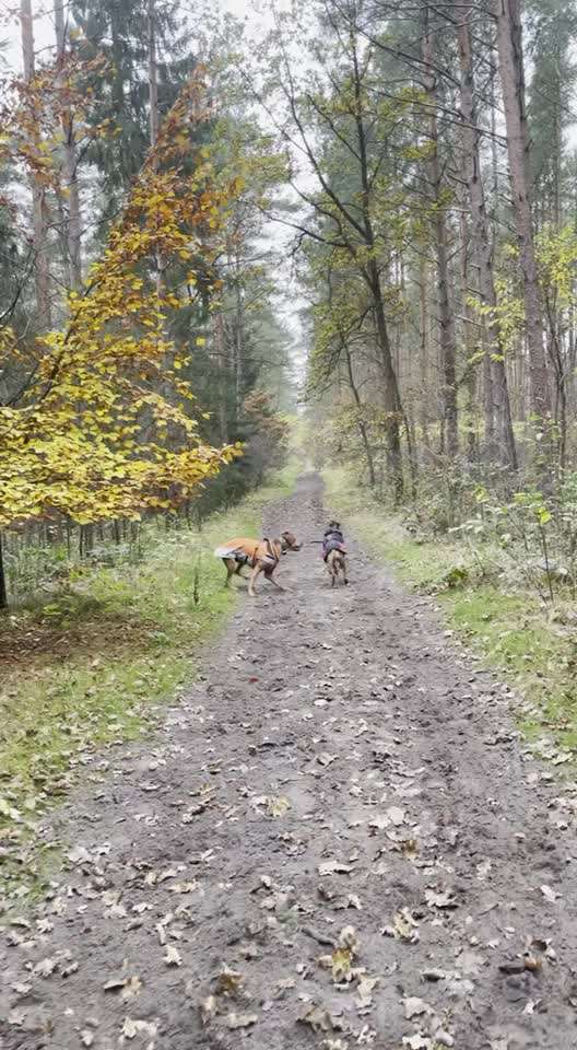 Rhodesian Ridgeback-Beitrag-Bild