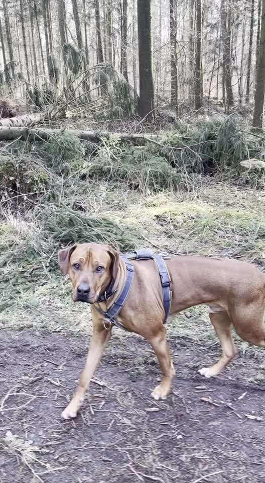 Rhodesian Ridgeback-Beitrag-Bild