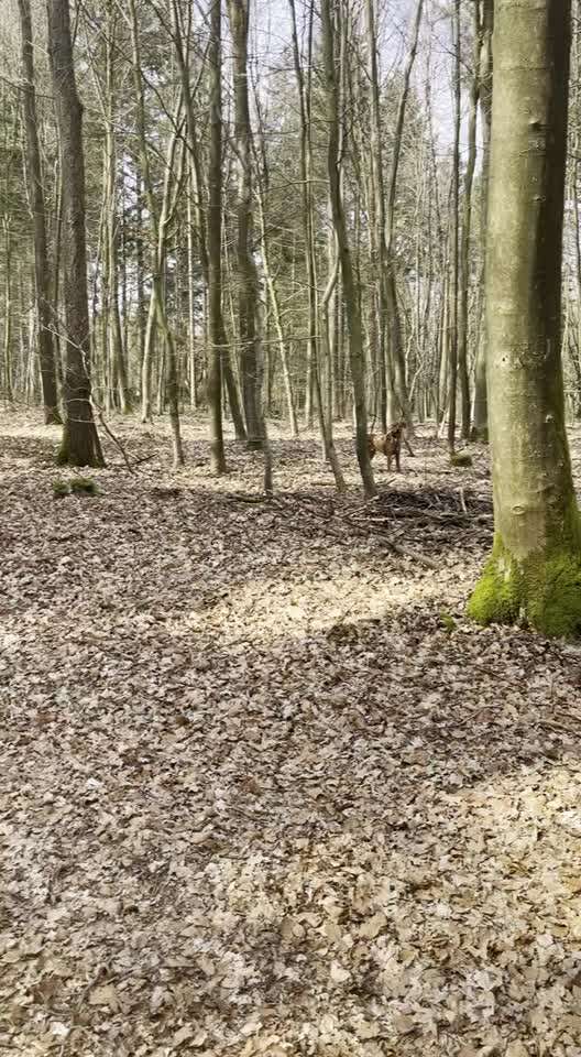 Rhodesian Ridgeback-Beitrag-Bild