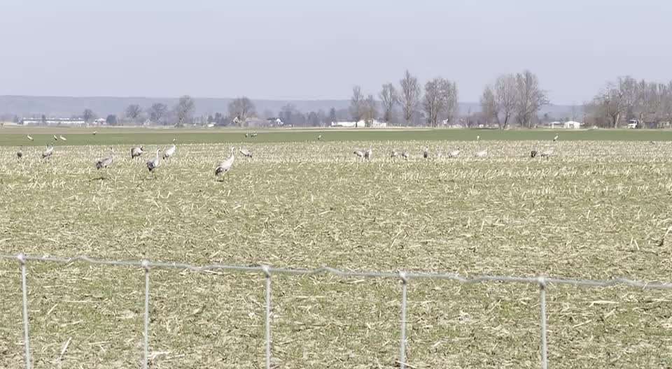 Rhodesian Ridgeback-Beitrag-Bild