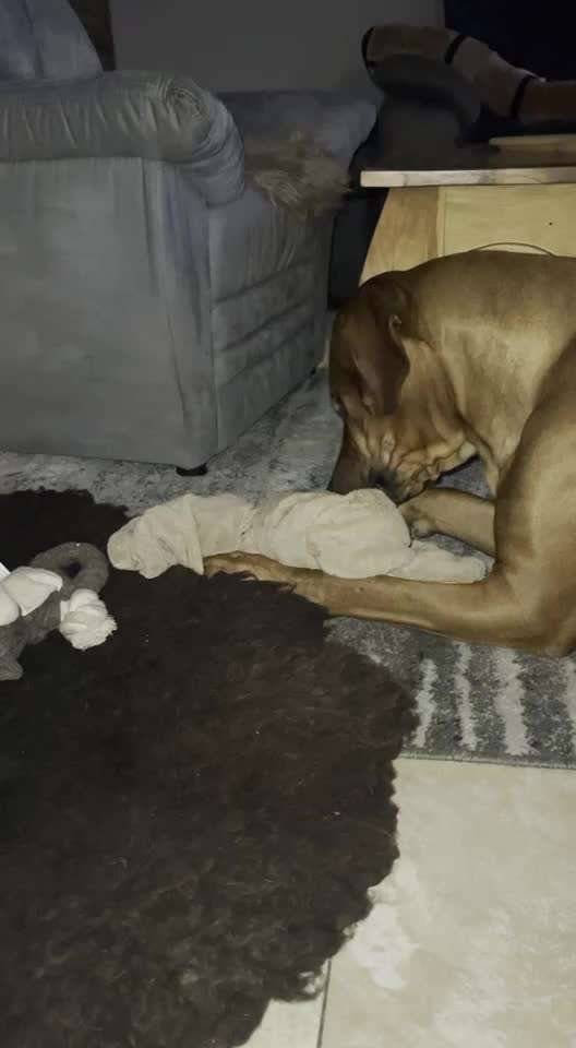 Rhodesian Ridgeback-Beitrag-Bild